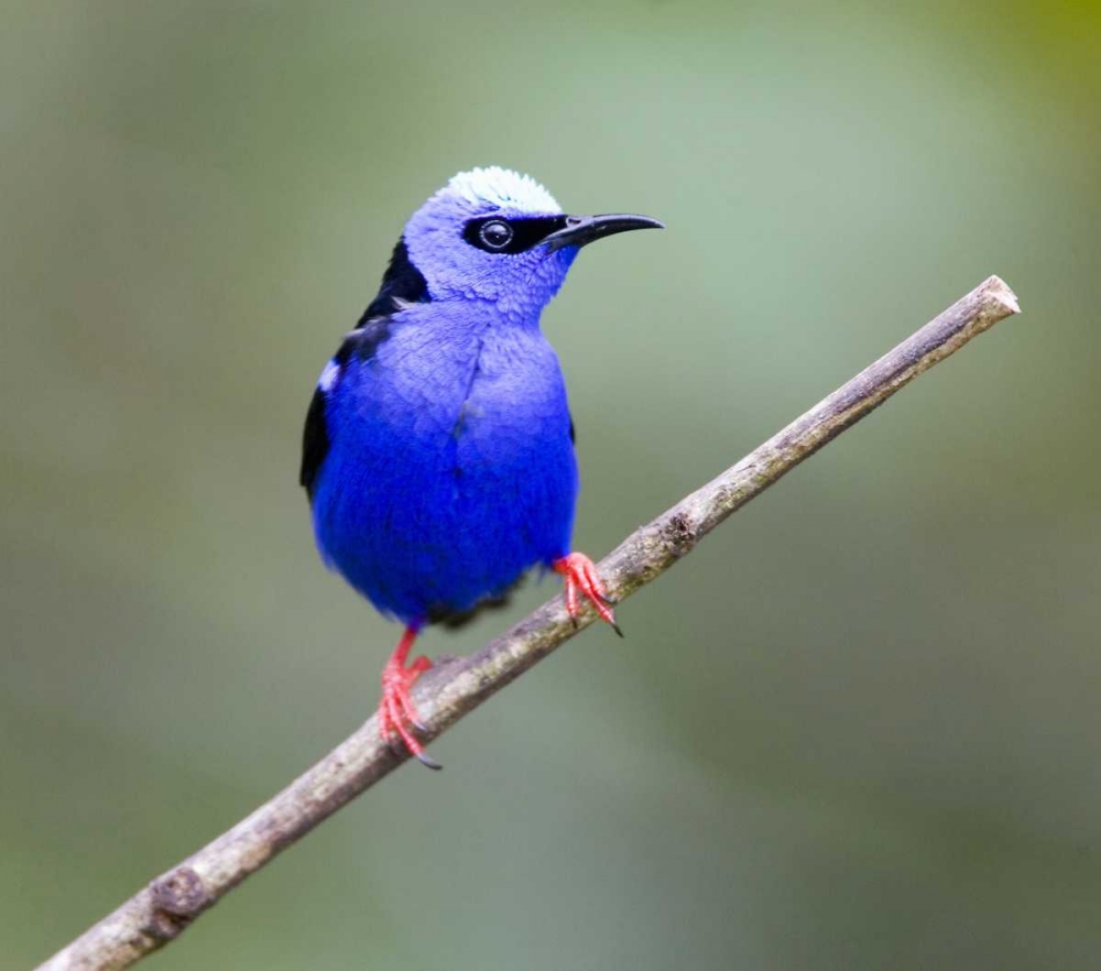 Panama, Red-legged honeycreeper bird on limb art print by Joanne Williams for $57.95 CAD