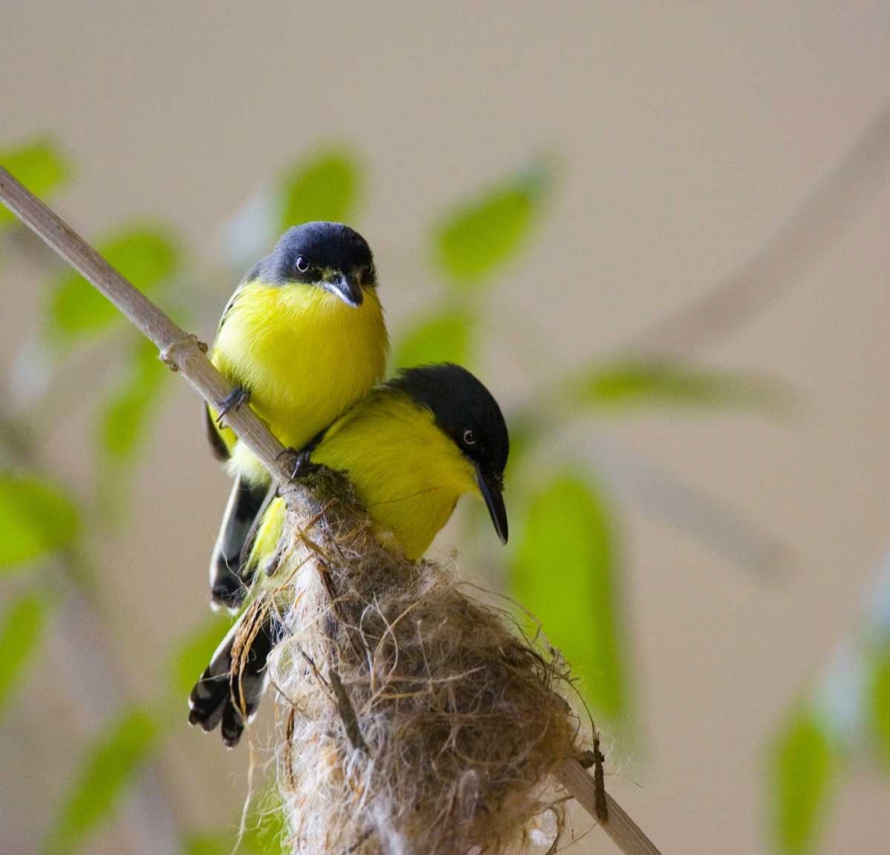 Panama Pair of golden-collared manikin birds art print by Joanne Williams for $57.95 CAD
