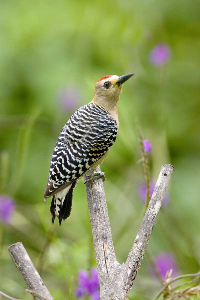 Panama Red-crowned woodpecker on branch stump art print by Joanne Williams for $57.95 CAD