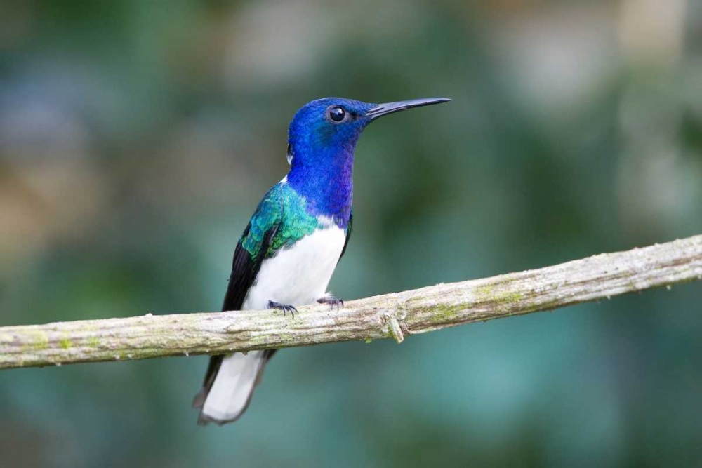 Panama Snowy-bellied hummingbird perched on limb art print by Joanne Williams for $57.95 CAD
