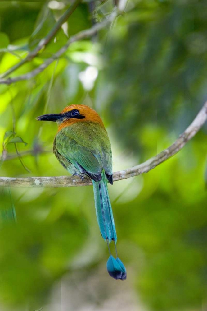 Panama, Panama Canal Zone Rufous mot mot on limb art print by Joanne Williams for $57.95 CAD