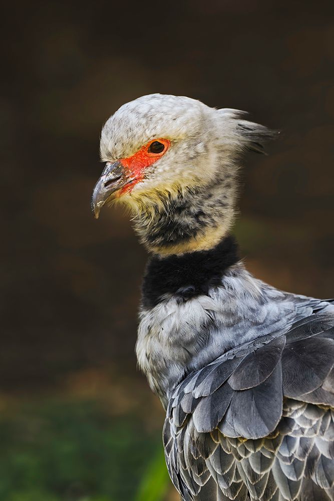 Southern screamer or Crested screamer-native to Peru-Bolivia-Paraguay art print by Adam Jones for $57.95 CAD