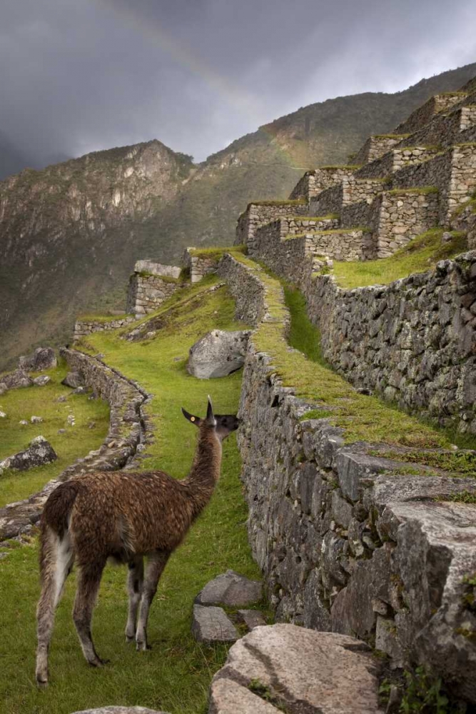 Llama with rainbow overhead, Machu Picchu, Peru art print by Wendy Kaveney for $57.95 CAD