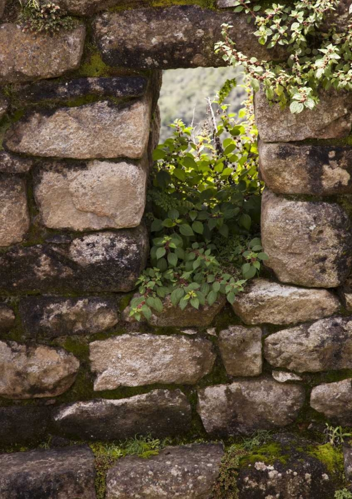Peru, Machu Picchu Plants take root in a window art print by Wendy Kaveney for $57.95 CAD
