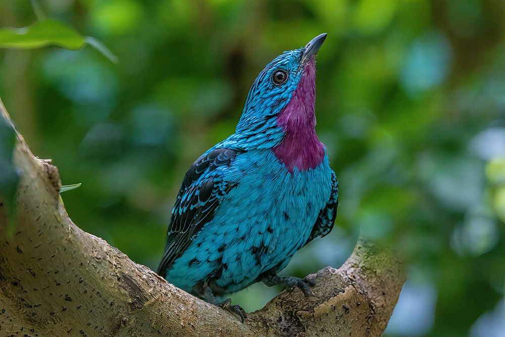South America-Peru Close-up of spangled cotinga bird in tree art print by Jaynes Gallery for $57.95 CAD