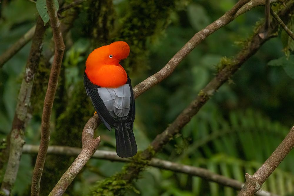 Peru Male cock-of-the-rock bird in Amazon jungle art print by Jaynes Gallery for $57.95 CAD