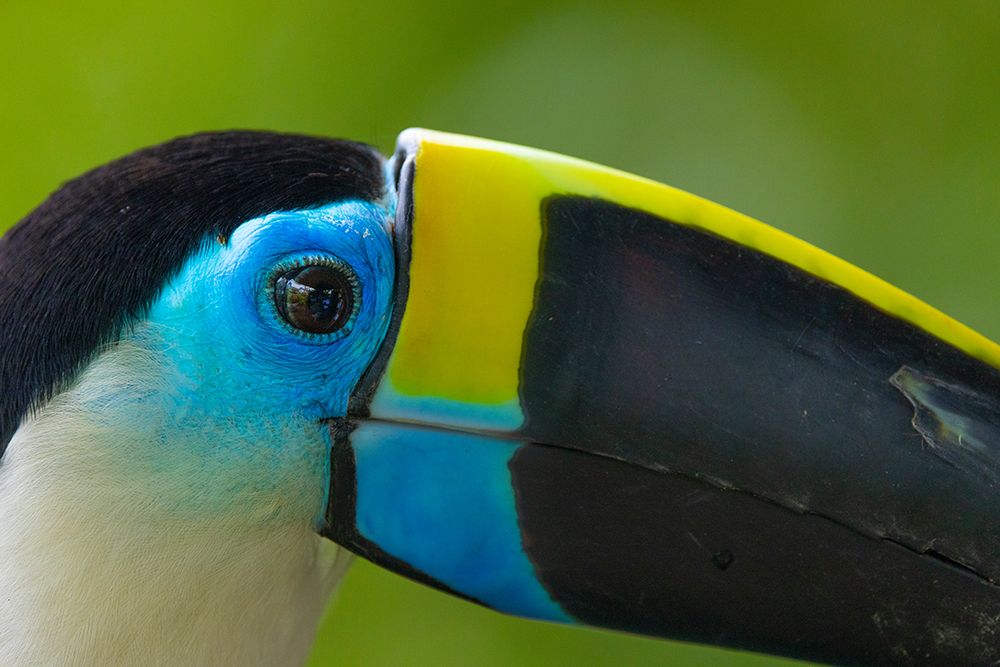 Peru-Amazon Close-up of white-throated toucans head in jungle art print by Jaynes Gallery for $57.95 CAD