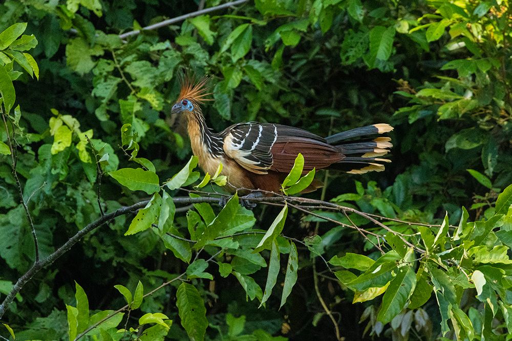 Peru-Amazon Hoatzin bird in jungle tree art print by Jaynes Gallery for $57.95 CAD