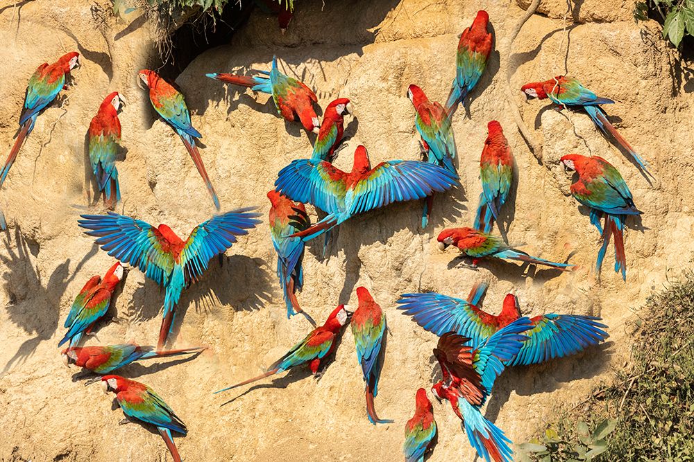 Peru-Amazon Red and green macaws at clay lick in jungle art print by Jaynes Gallery for $57.95 CAD