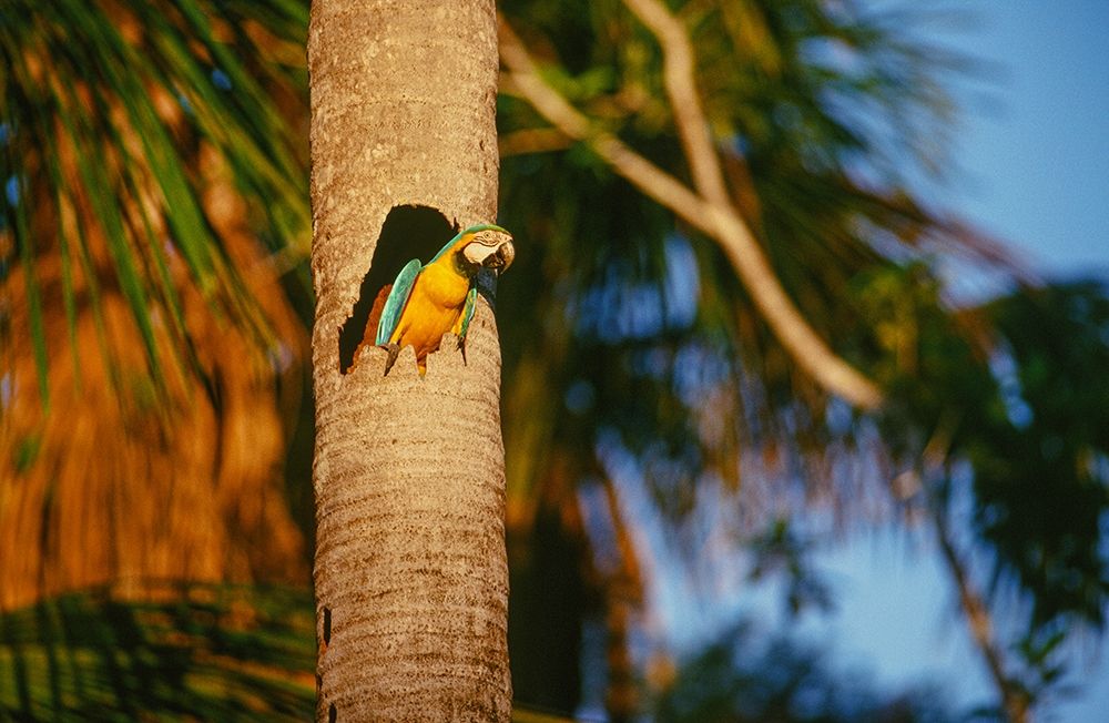 Blue-and-Yellow Macaw perched in trunk nest cavity-Peru art print by Howie Garber for $57.95 CAD