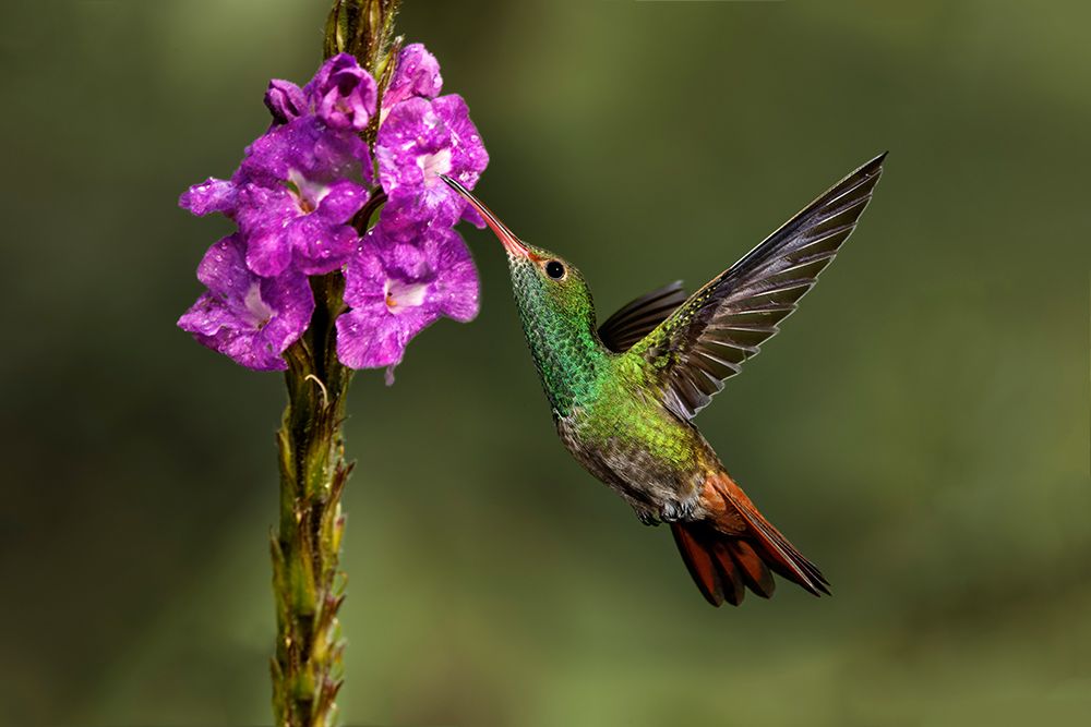 Rufous tailed hummingbird-Costa Rica art print by Adam Jones for $57.95 CAD