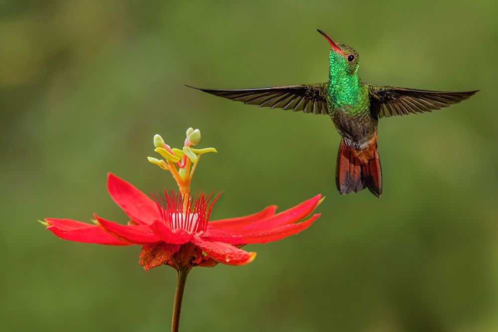 Rufous tailed hummingbird-Costa Rica art print by Adam Jones for $57.95 CAD