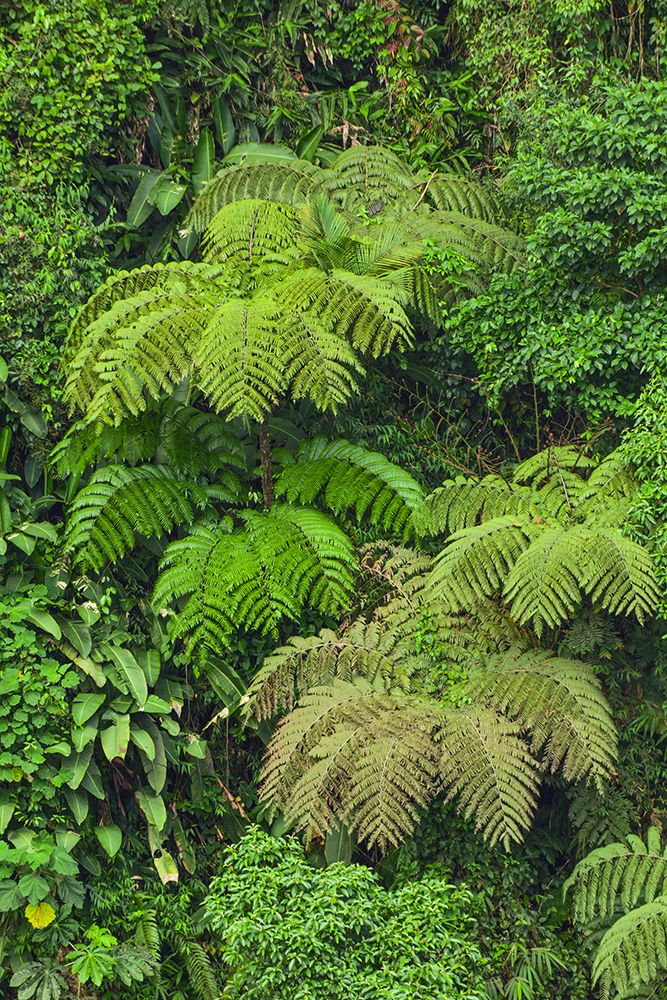 Cloud forest trees and vegetation in the mountains of Bajos del Toro Amarillo-Sarchi-Costa Rica art print by Adam Jones for $57.95 CAD