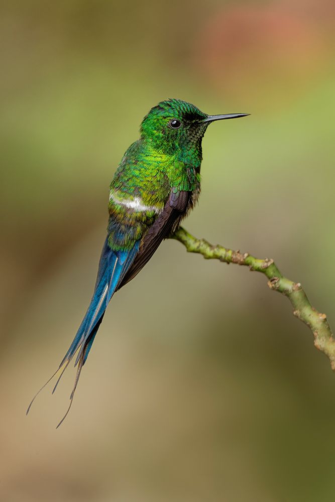 Green Thorntail hummingbird perched on plant-Costa Rica art print by Adam Jones for $57.95 CAD
