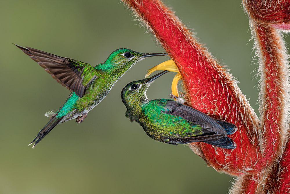 Green Crowned Brilliant hummingbird-Costa Rica art print by Adam Jones for $57.95 CAD