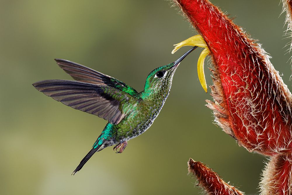 Green Crowned Brilliant hummingbird-Costa Rica art print by Adam Jones for $57.95 CAD