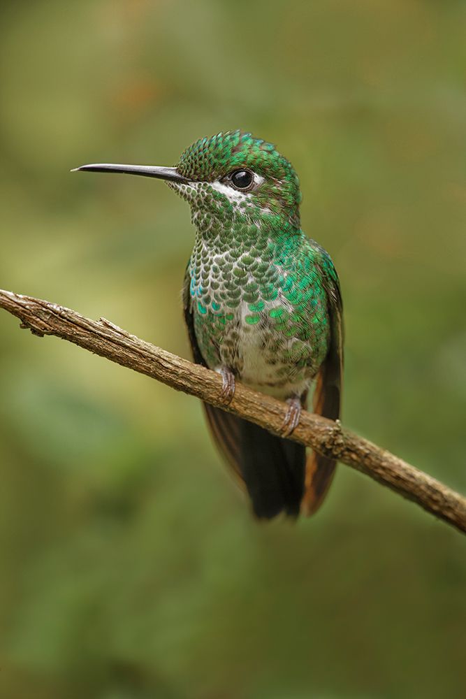 Green Crowned Brilliant hummingbird-Costa Rica art print by Adam Jones for $57.95 CAD