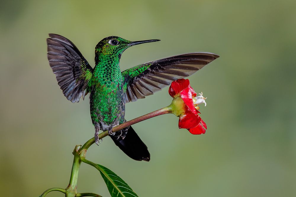 Green Crowned Brilliant hummingbird-Costa Rica art print by Adam Jones for $57.95 CAD