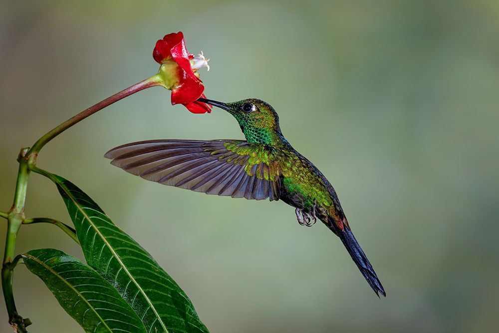Green Crowned Brilliant hummingbird-Costa Rica art print by Adam Jones for $57.95 CAD