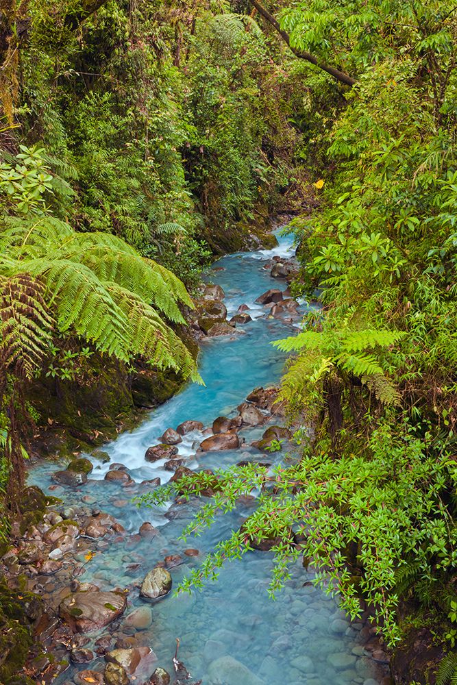 Small stream or creek-Costa Rica art print by Adam Jones for $57.95 CAD