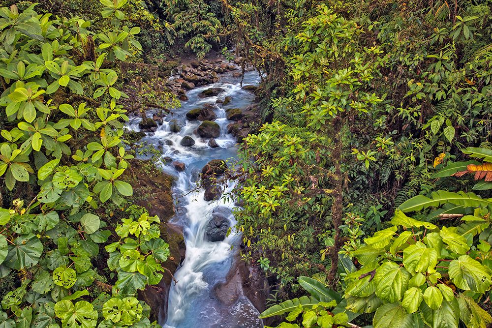 Small stream or creek-Costa Rica art print by Adam Jones for $57.95 CAD
