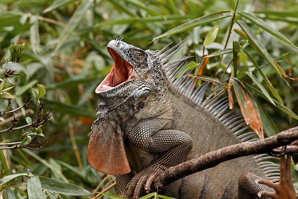 Green Iguana-Costa Rica art print by Adam Jones for $57.95 CAD