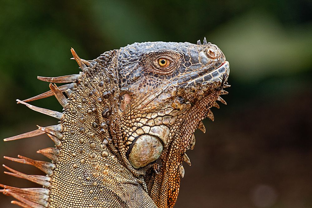 Green Iguana-Costa Rica art print by Adam Jones for $57.95 CAD