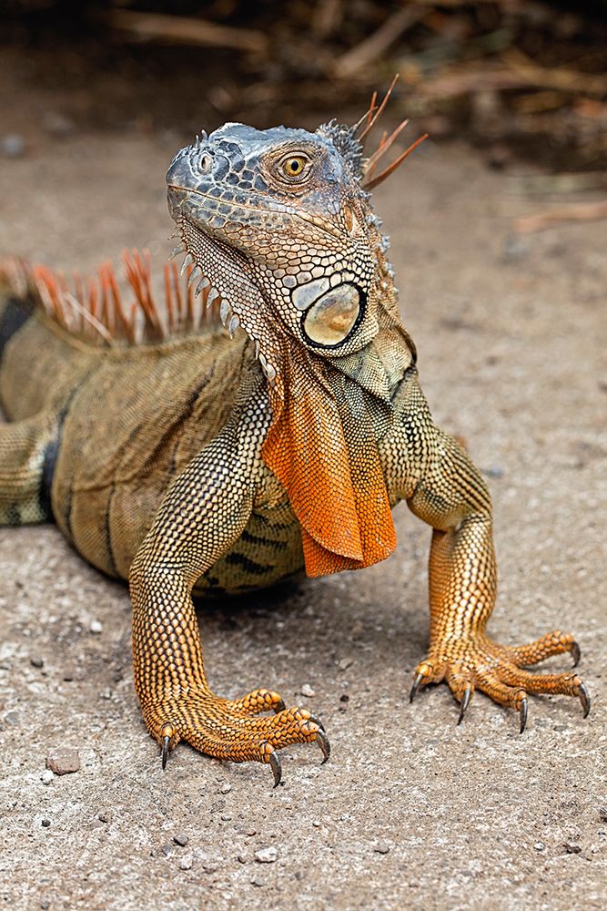 Green Iguana-Costa Rica art print by Adam Jones for $57.95 CAD