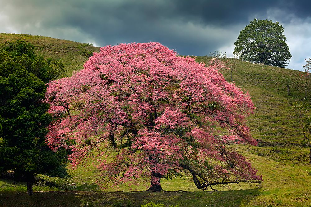 Single large flowering tree-Costa Rica art print by Adam Jones for $57.95 CAD