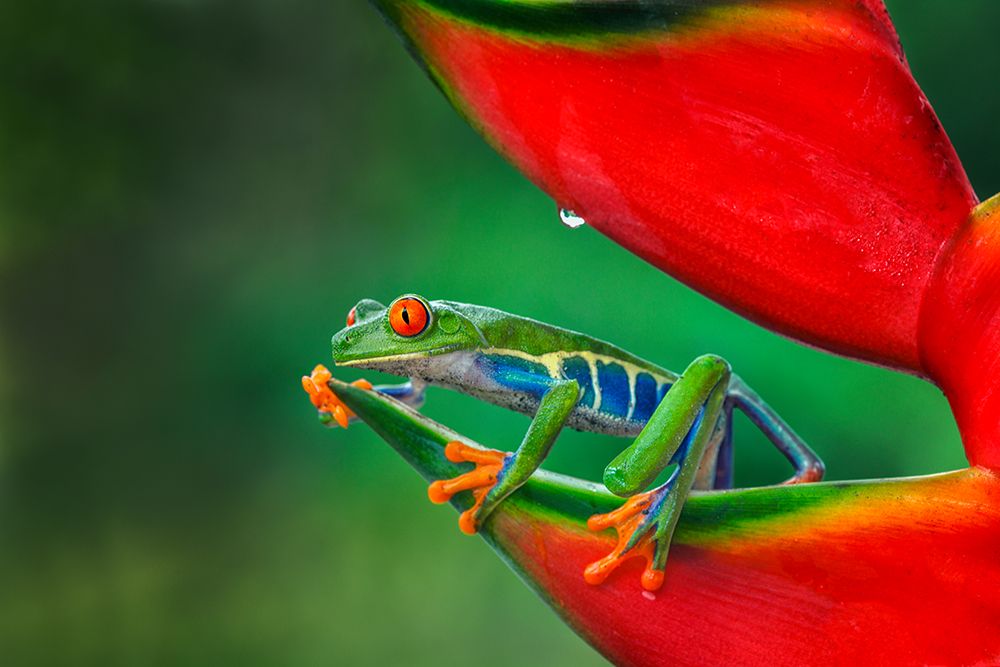 Red-eyed Treefrog-Costa Rica art print by Adam Jones for $57.95 CAD