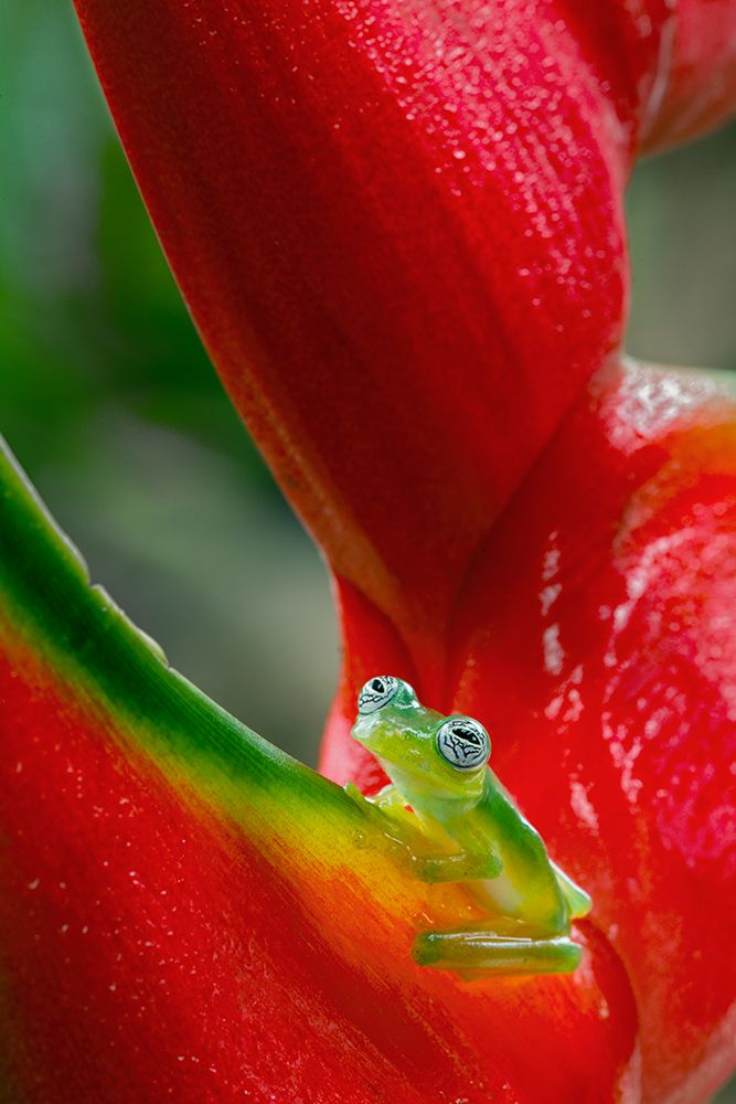 Ghost Glass Frog-Costa Rica art print by Adam Jones for $57.95 CAD