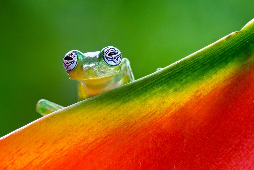 Ghost Glass Frog-Costa Rica art print by Adam Jones for $57.95 CAD