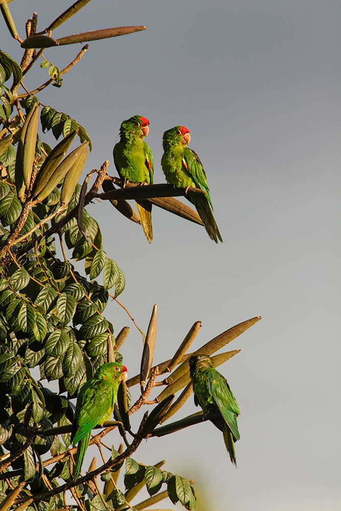 Red-lored Parrots-Costa Rica art print by Adam Jones for $57.95 CAD