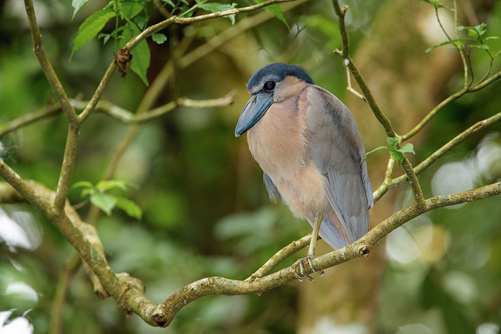 Boat billed Heron-Costa Rica art print by Adam Jones for $57.95 CAD