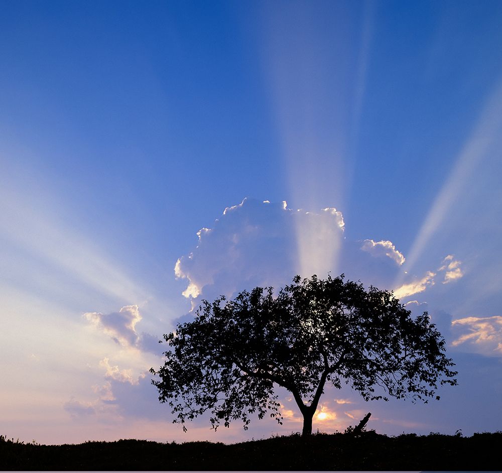 Single tree silhouetted at sunrise-Costa Rica art print by Adam Jones for $57.95 CAD