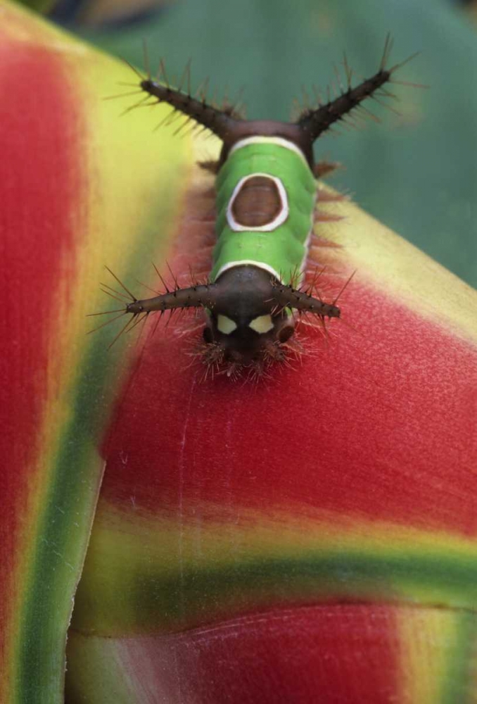 Costa Rica, Caterpillar on Heliconia plant art print by Nancy Rotenberg for $57.95 CAD