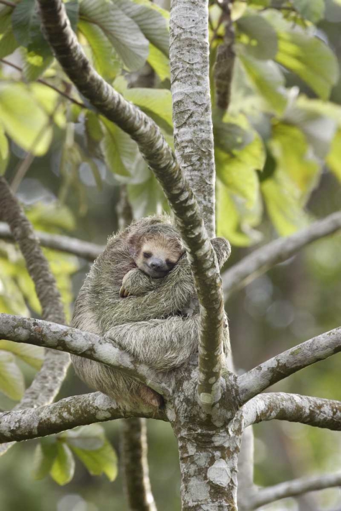 Costa Rica Three-toed sloth rests in a tree art print by Don Grall for $57.95 CAD