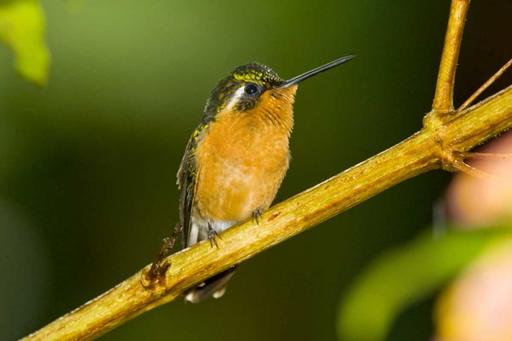 Costa Rica White-throated mountain-gem art print by Fred Lord for $57.95 CAD