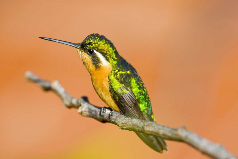 Costa Rica White-throated mountain-gem art print by Fred Lord for $57.95 CAD