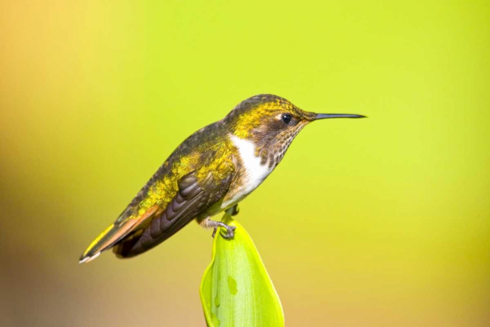 Costa Rica, Rio Savegre Scintillant hummingbird art print by Fred Lord for $57.95 CAD