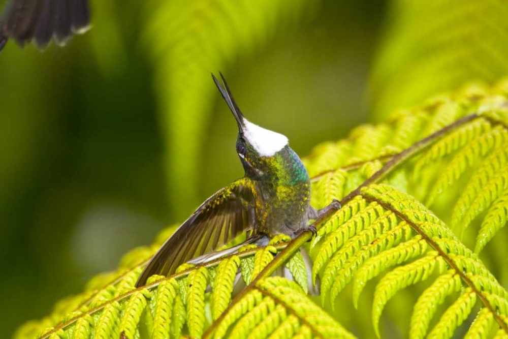 Costa Rica, Male White-throated mountain-gem art print by Fred Lord for $57.95 CAD