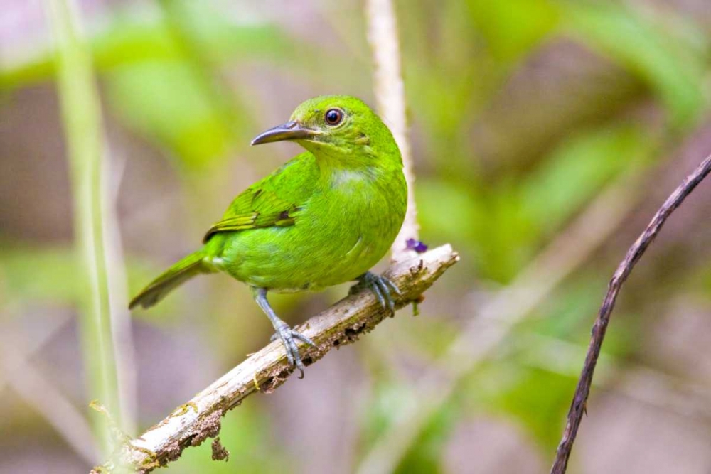 Costa Rica, Sarapiqui Green honeycreeper art print by Fred Lord for $57.95 CAD