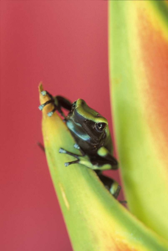 Costa Rica, Frog, Osa Peninsula art print by Nancy Rotenberg for $57.95 CAD