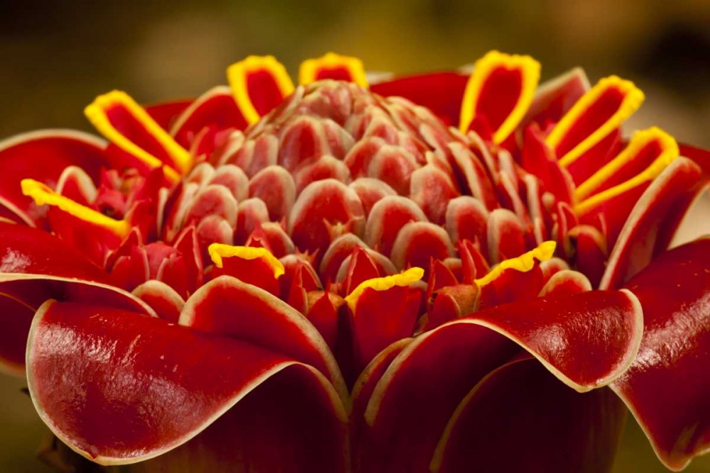Costa Rica Red torch ginger blossom art print by Cathy and Gordon Illg for $57.95 CAD