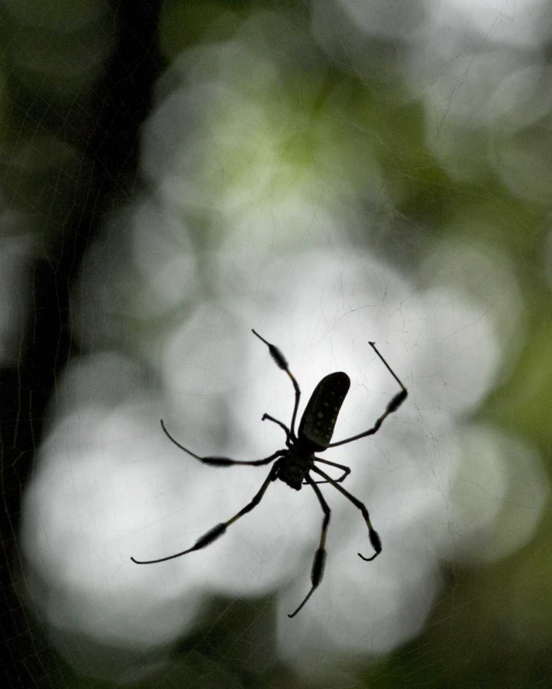 Costa Rica Female golden orb weaver spider art print by Marie Bush for $57.95 CAD