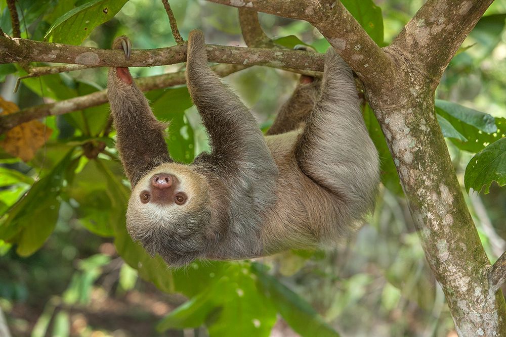 Costa Rica-Two-toed sloth hangs upside down in tree art print by Jaynes Gallery for $57.95 CAD