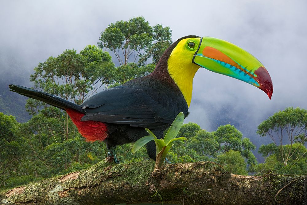 Costa Rica-Composite close-up of keel-billed toucan art print by Jaynes Gallery for $57.95 CAD