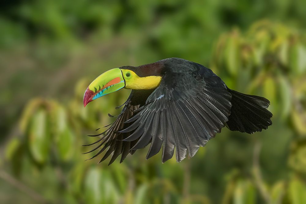 Costa Rica-Keel-billed toucan in flight art print by Jaynes Gallery for $57.95 CAD