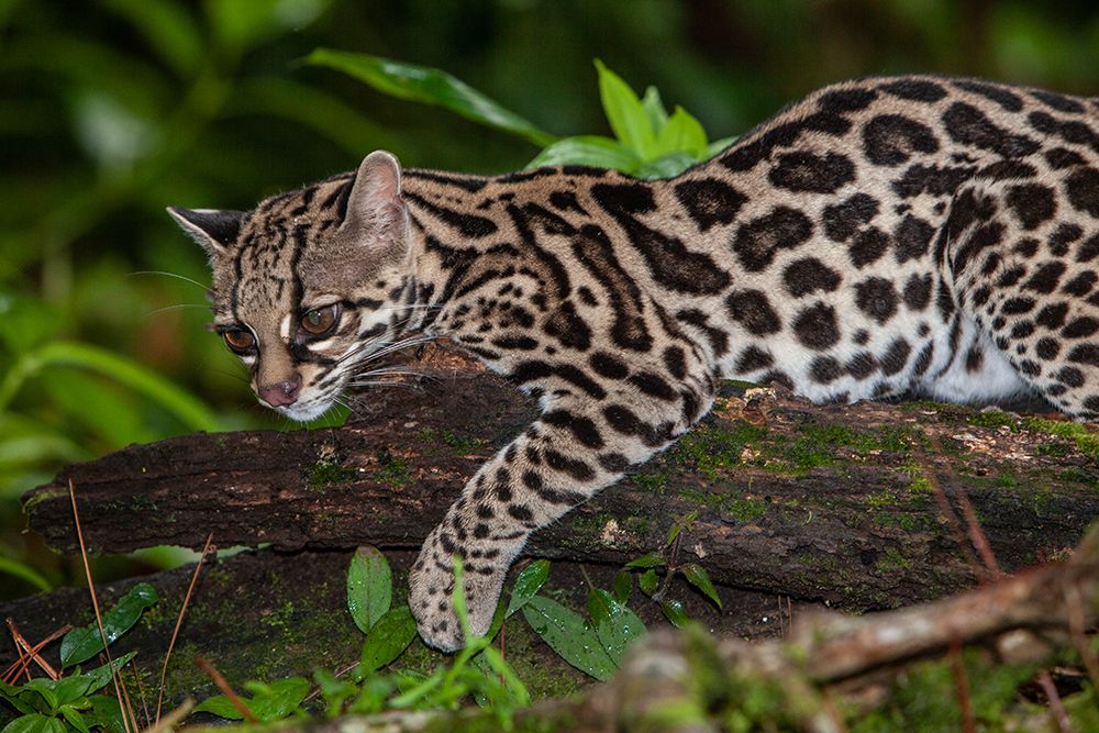 Costa Rica Close-up of margay jungle cat on tree limb art print by Jaynes Gallery for $57.95 CAD