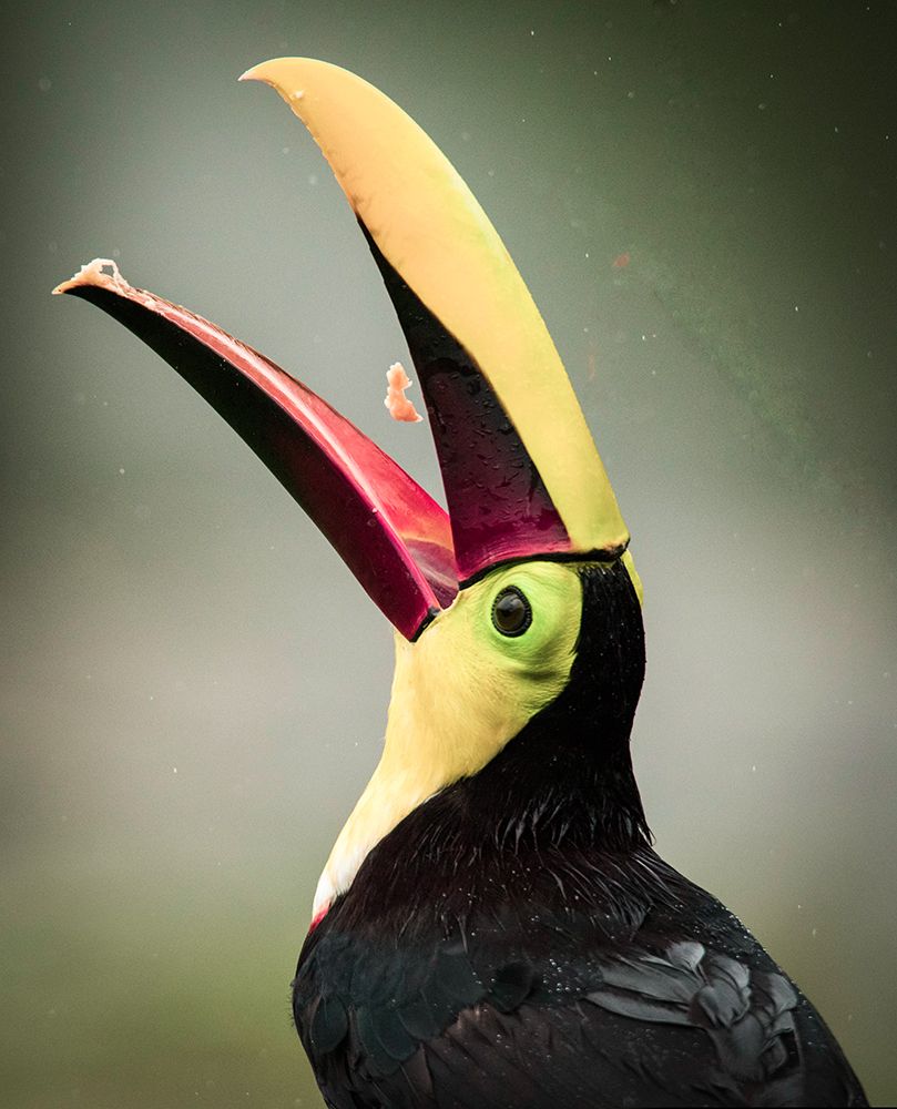 Costa Rica-toucan eating art print by George and Marilu Theodore for $57.95 CAD